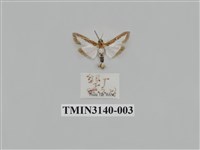 藏品(螟蛾285)的圖片